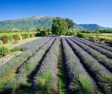 Kaikoura Lavender Farm