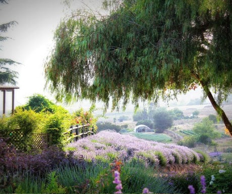 Keys Creek Lavender Farm