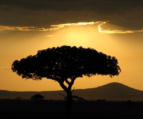 Serengeti sunset