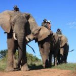 5 luxury lodges where you'll see elephants in South Africa