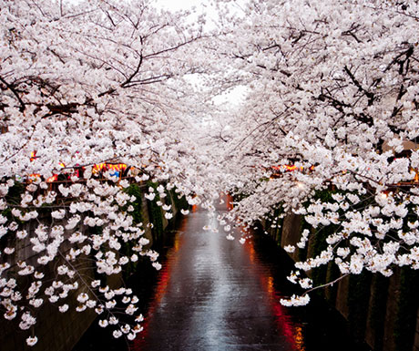 Meguro River cherry blossom