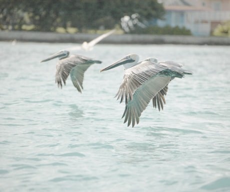 Pelicans