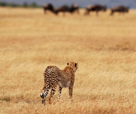 Luxury Tanzania safaris offer the best experience