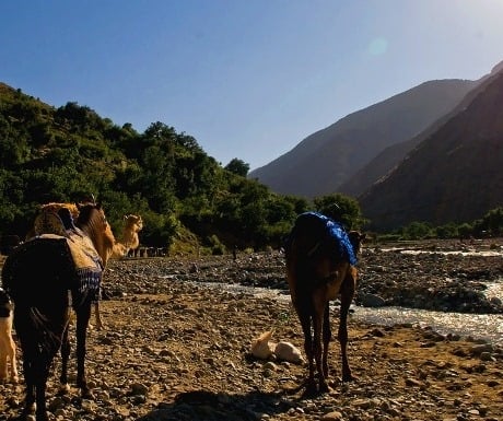 Camel ride, Atlas Mountains