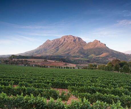Cape Town winelands