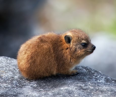 Dassie