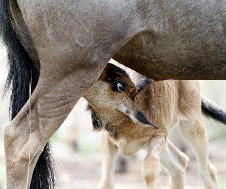 Wildebeest