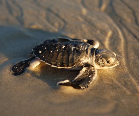 Baby turtle, Vamizi