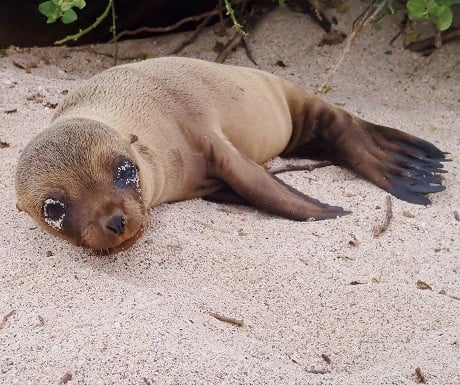 Baby sea lion