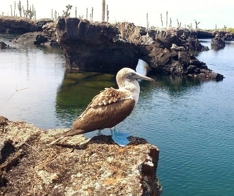 Blue-footed boobies