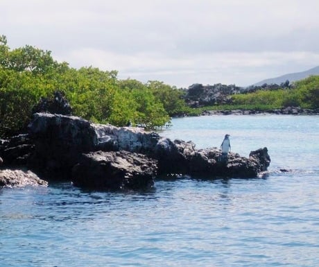 Galapagos island penguin