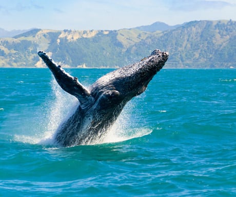 Humpback whale, Kaikoura