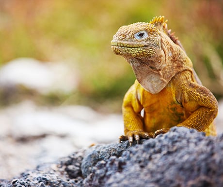 Land iguana, Ecuador