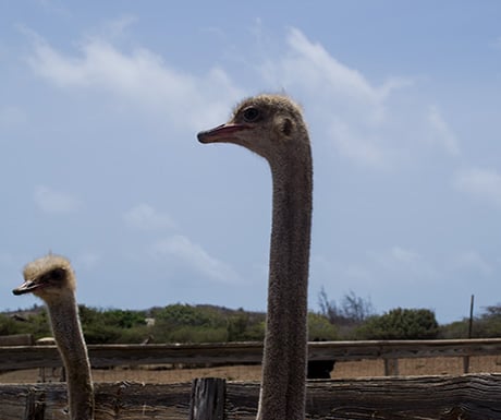 Ostrich Farm