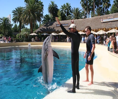 Las Vegas dolphin training