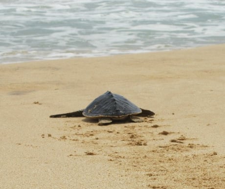 Rekawa Beach turtles