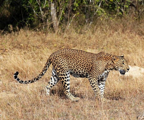 Yala leopards