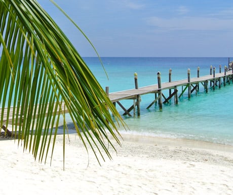 Beach with palms