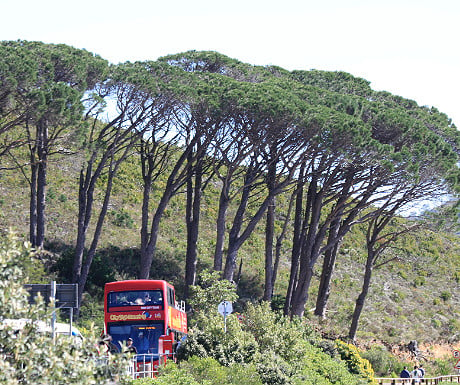 Cape Town tourist bus