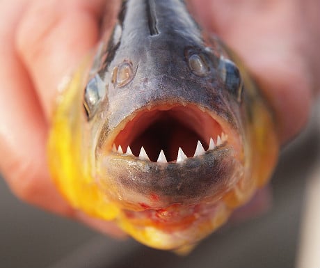 Piranha