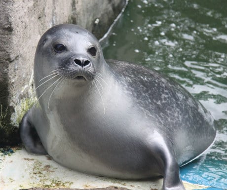 Seal Sanctuary