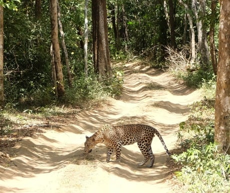 Sri Lanka leopard