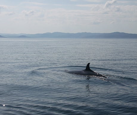 Whale off Eigg