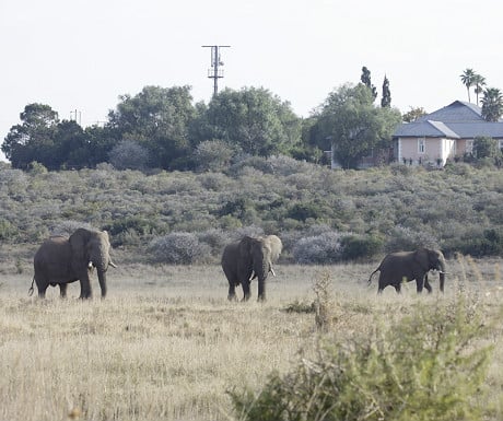 Elephants passing Long Lee Manor