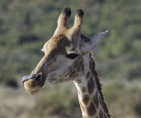 Giraffe close-up