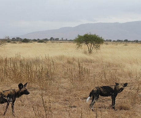 Manyara Ranch