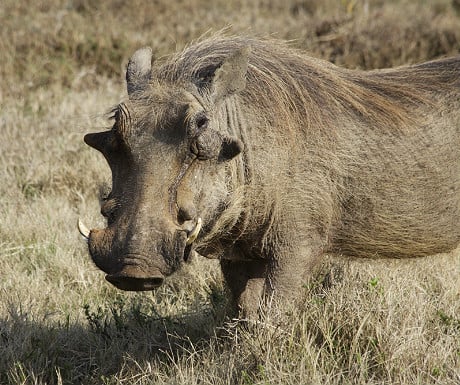 Warthog