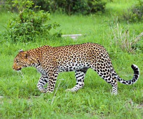 Ruaha leopard
