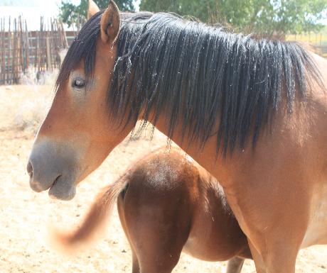 Tamaya Stables