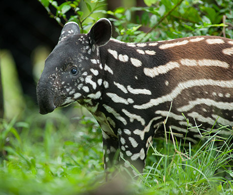 Tapir, Pantanal