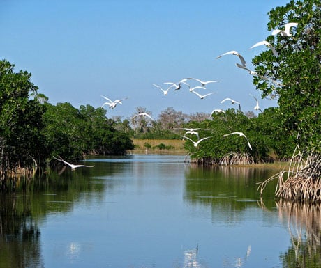 Everglades