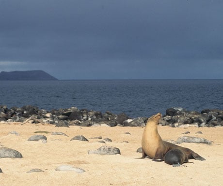 Galapagos sea lion nursing, Galápagos Islands, Ecuador - nursery with a view