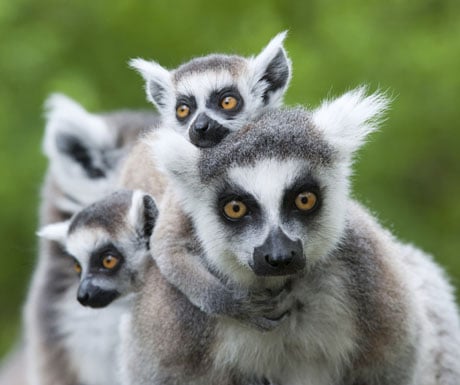 Lemurs, Madagascar