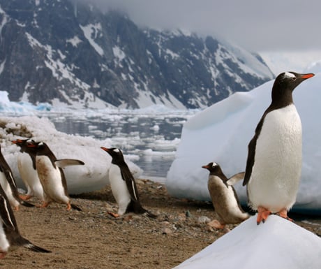 Penguins in Antarctica