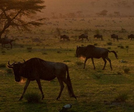 Serengeti Safari Camp, Tanzania