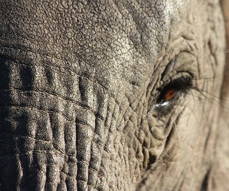 Elephant-close-up