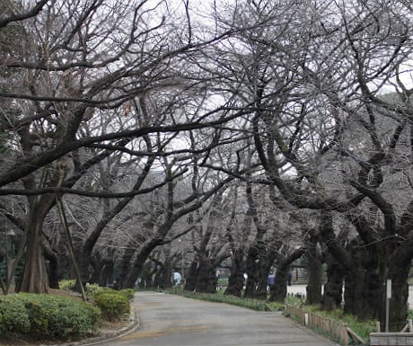 Cherry blossom trees