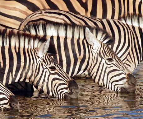 Etosha zebra