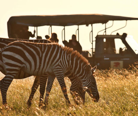 Masai Mara zebra