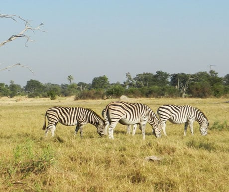 Okavango Delta zebra