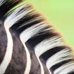 Top 10 luxury safari spots to see zebra