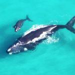 Top 3 whale watching destinations in South Africa