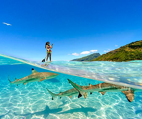 Standup paddling with the wildlife of Moorea, French Polynesia