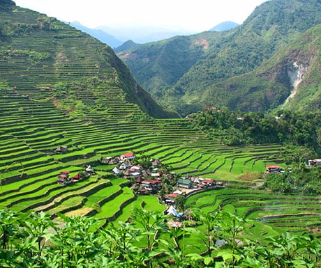 Philippines rice fields