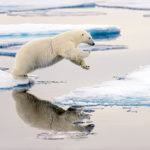Photograph of the week: Polar bear in Svalbard