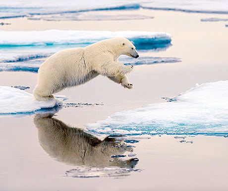 polar bear on the arctic ice, Spitsbergen